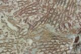 Ordovician Graptolite (Araneograptus) Plate - Morocco #126416-1